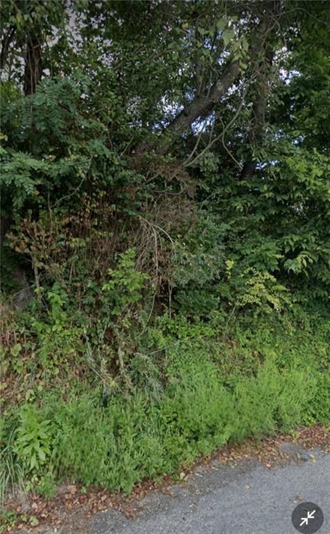 a view of a lush green forest