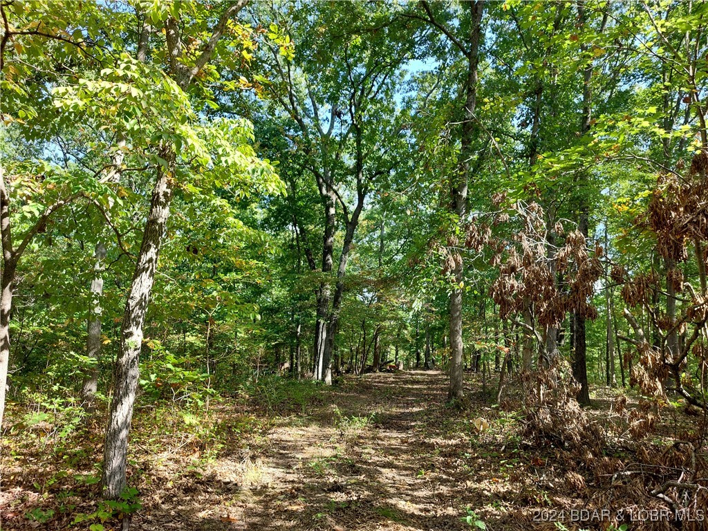 DRIVEWAY TO CLEARING