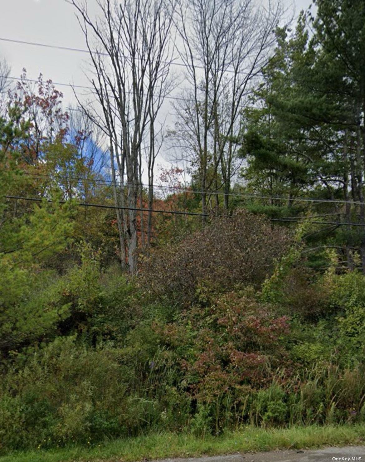 a view of a forest filled with lots of trees