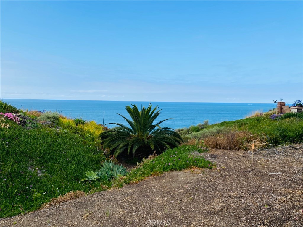 a view of a beach with a palm tree in front of it