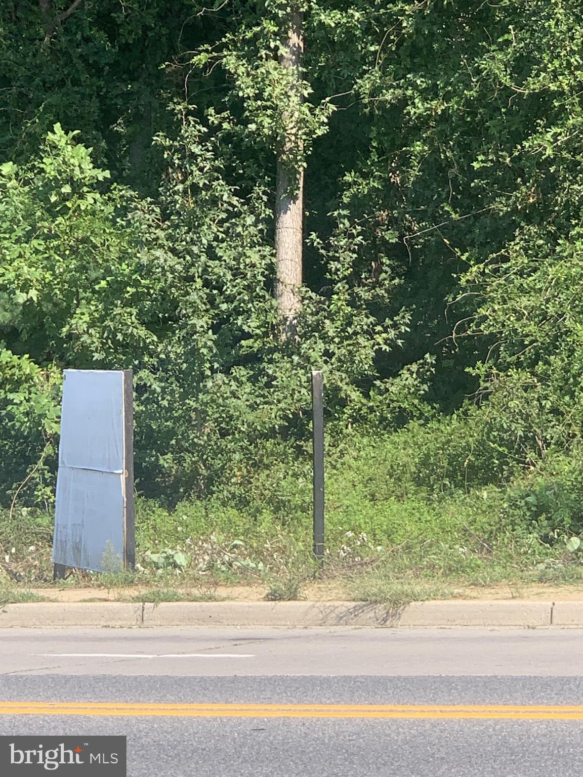 a plant that is sitting in the middle of a yard