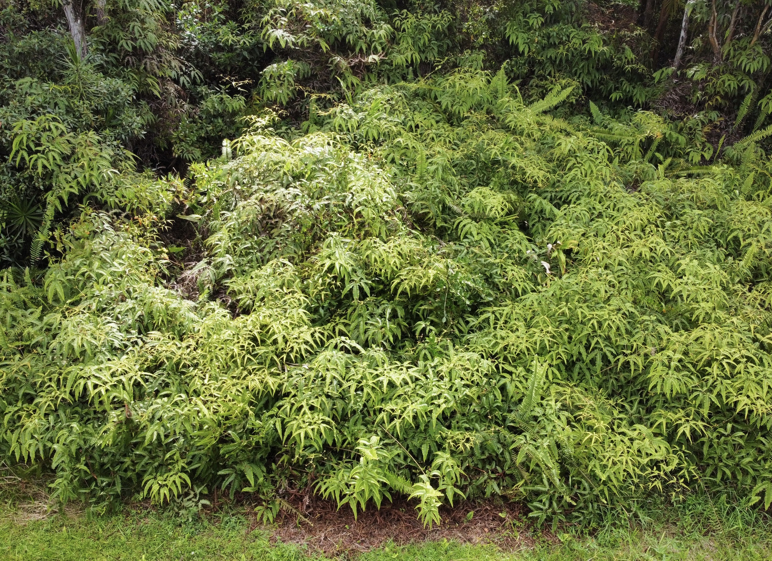 a view of a lush green forest with a tree