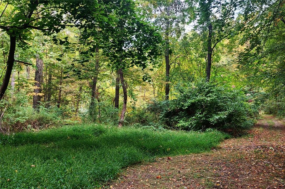 View of local wilderness