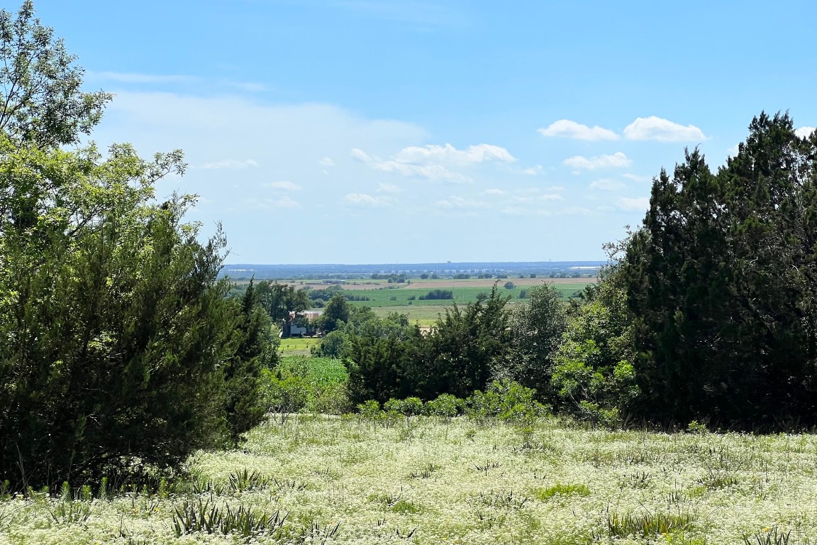 a view of a bunch of trees and bushes