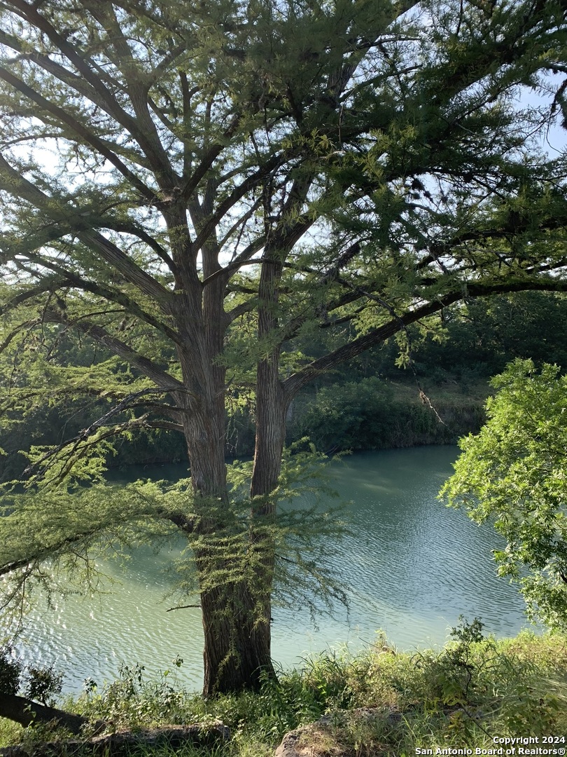 a view of a tree in a yard