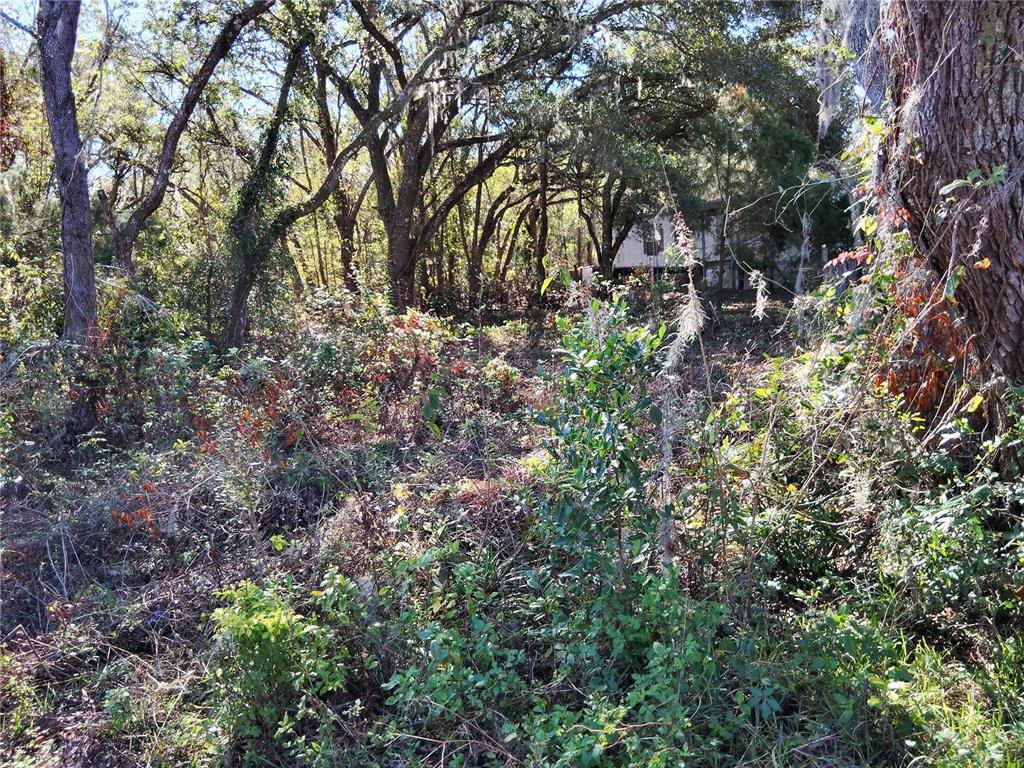 a view of a yard with a tree