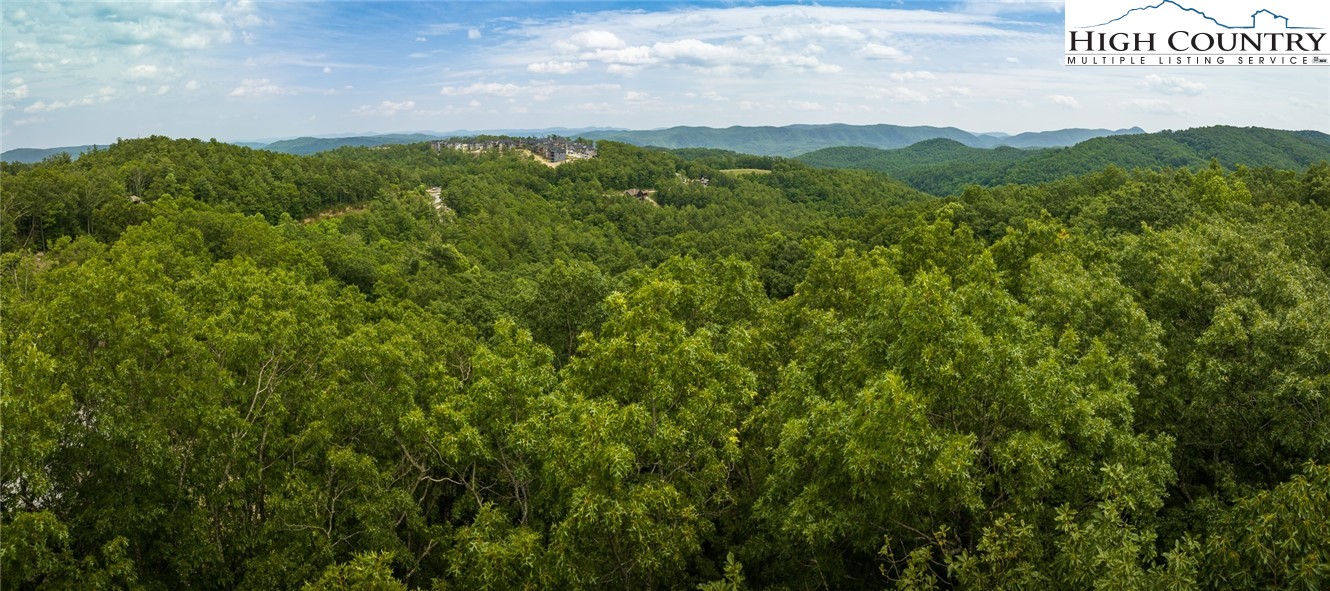 a view of a lush green forest with trees in the background