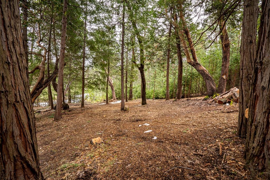 a view of a yard with large trees