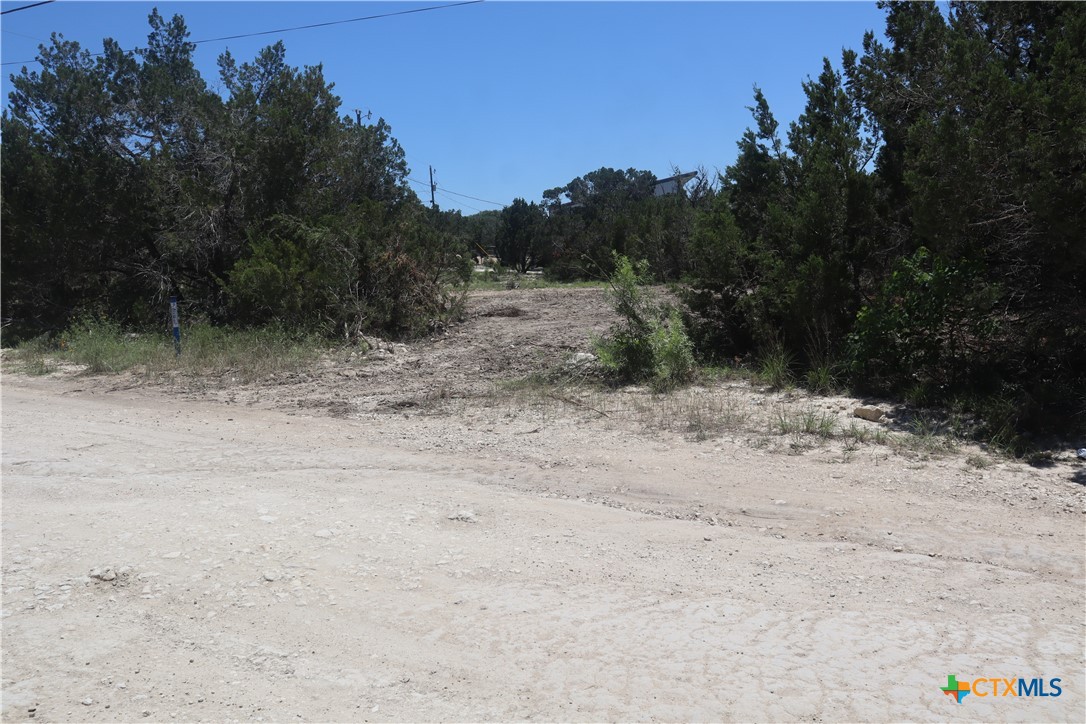 a view of a dry yard with trees