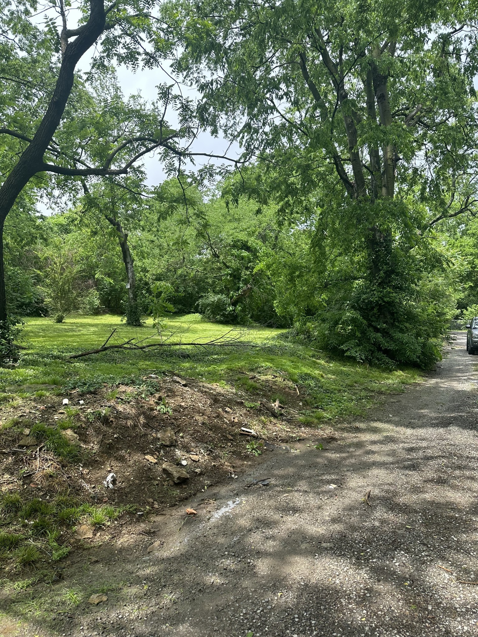 a view of a field with a tree