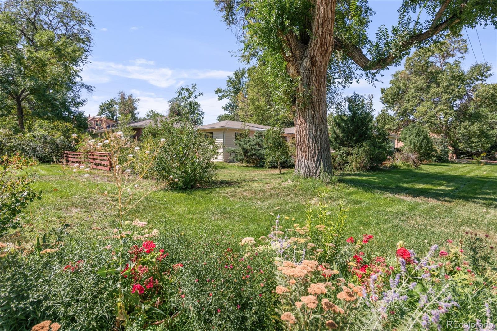 a view of a garden with plants and large trees