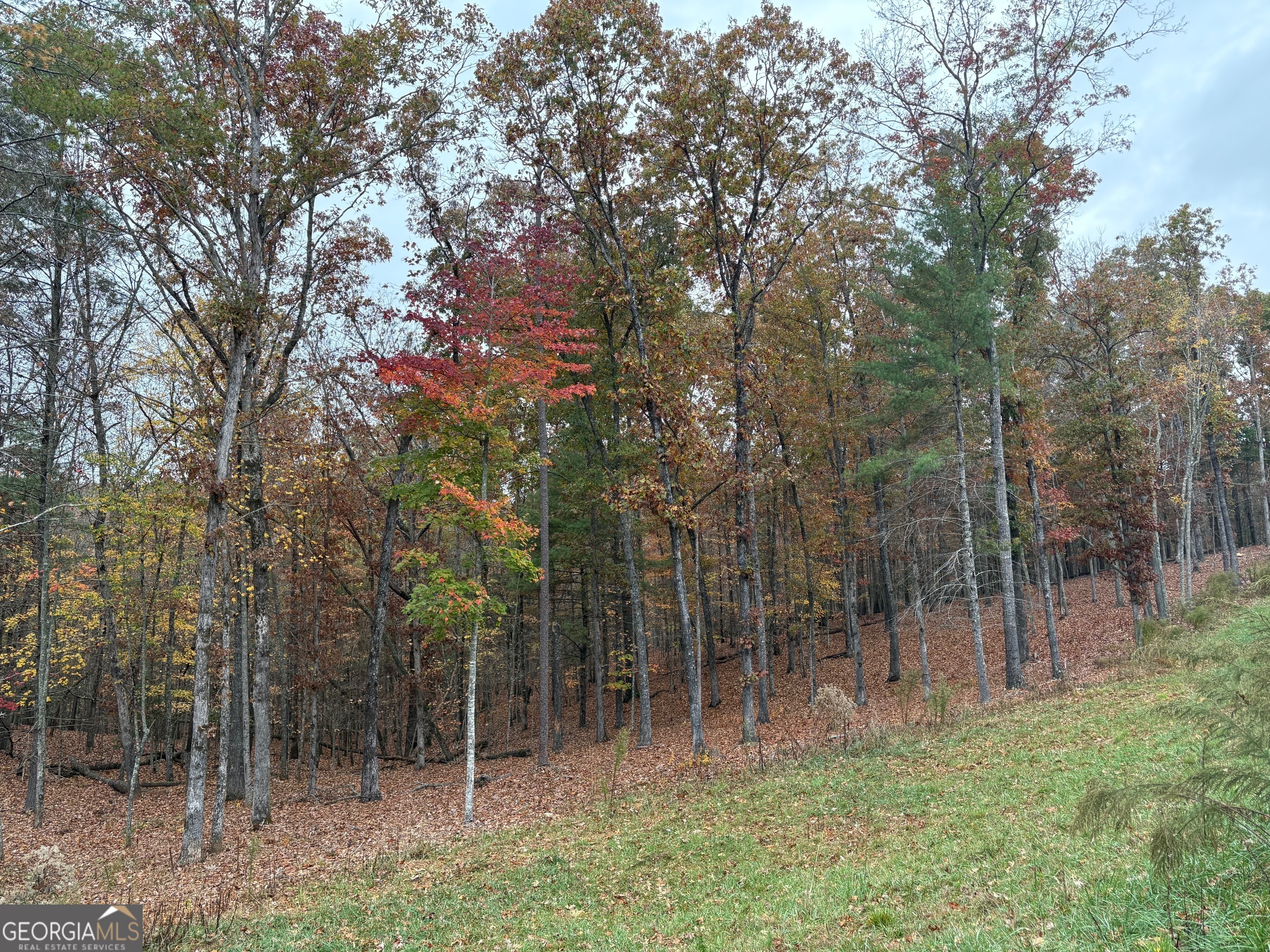 a backyard of a house with lots of trees