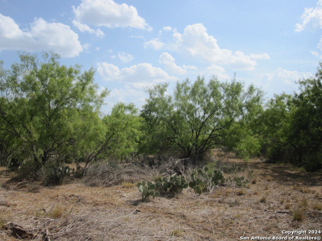 a view of a dry yard with trees in the background