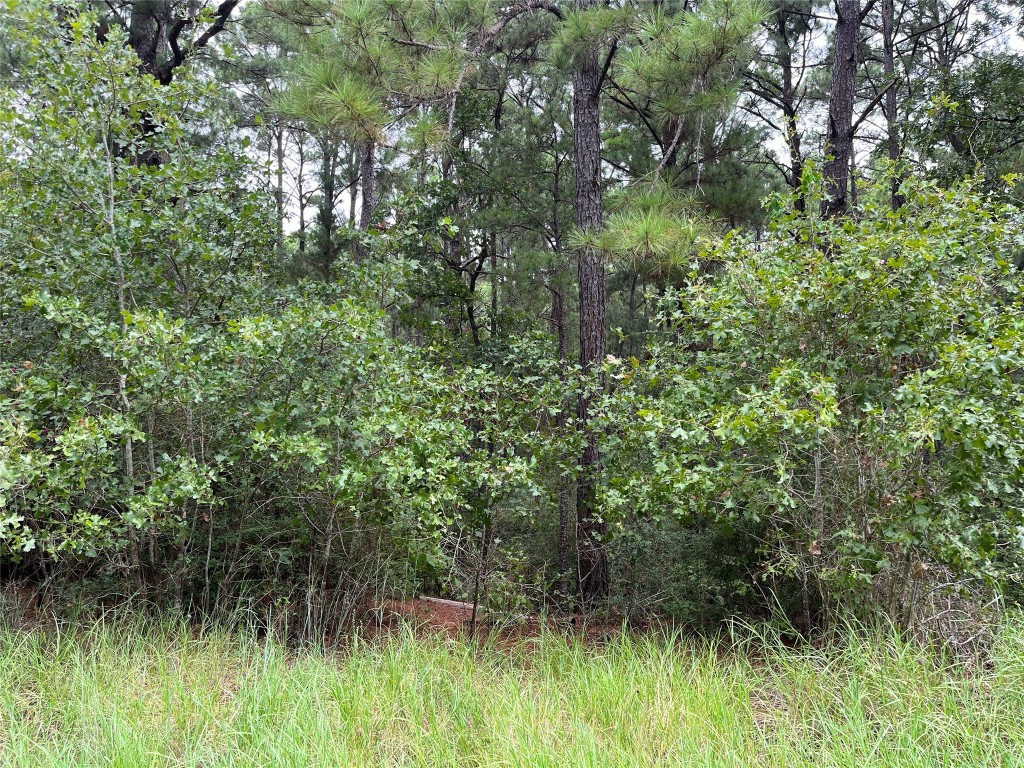 a view of a lush green forest