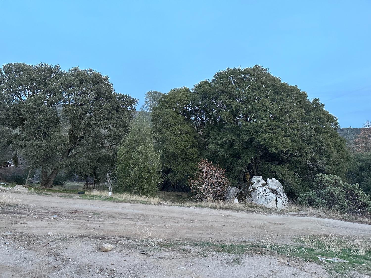 a view of a dry yard with trees