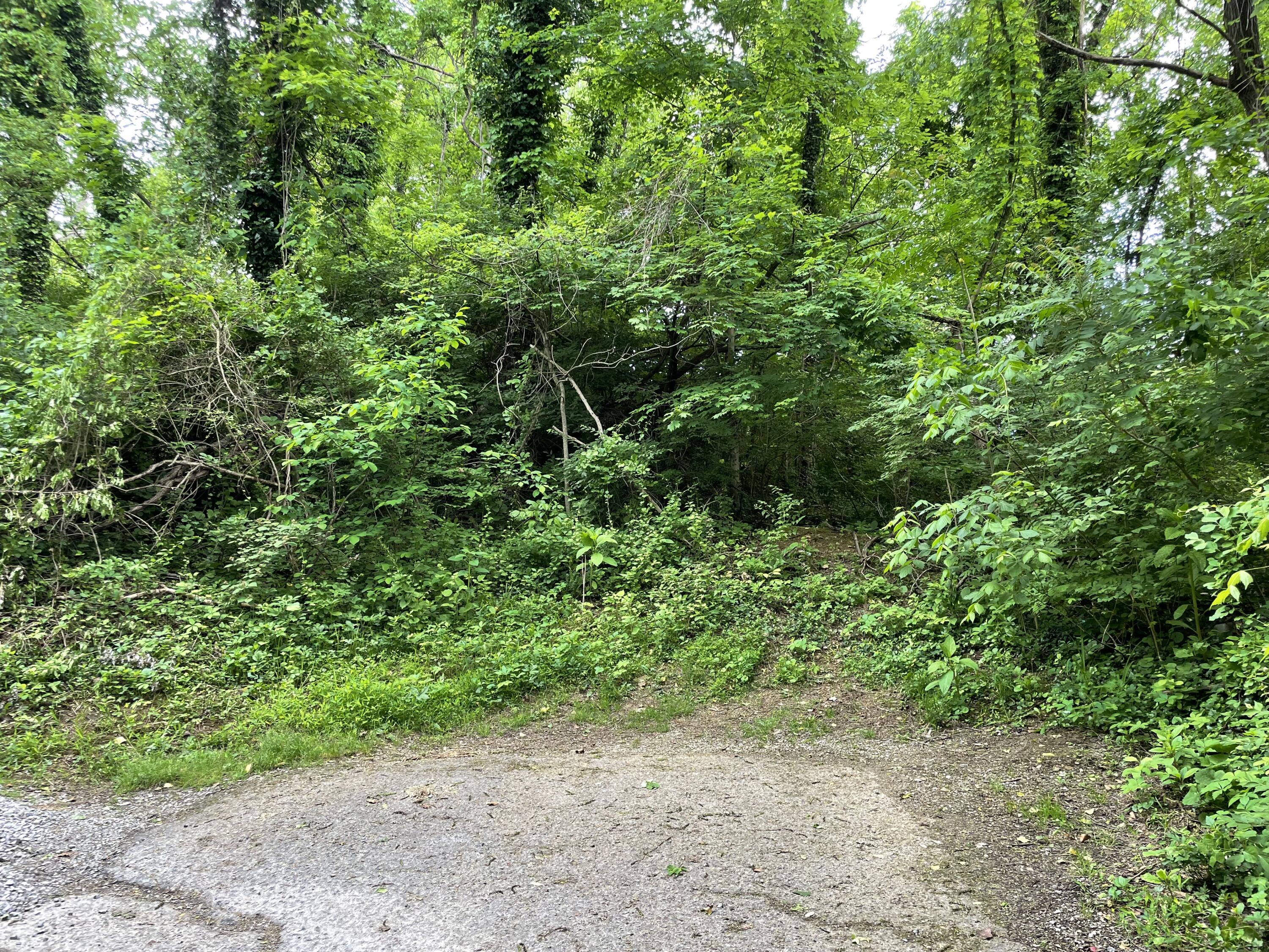 a view of a yard with plants and a small yard