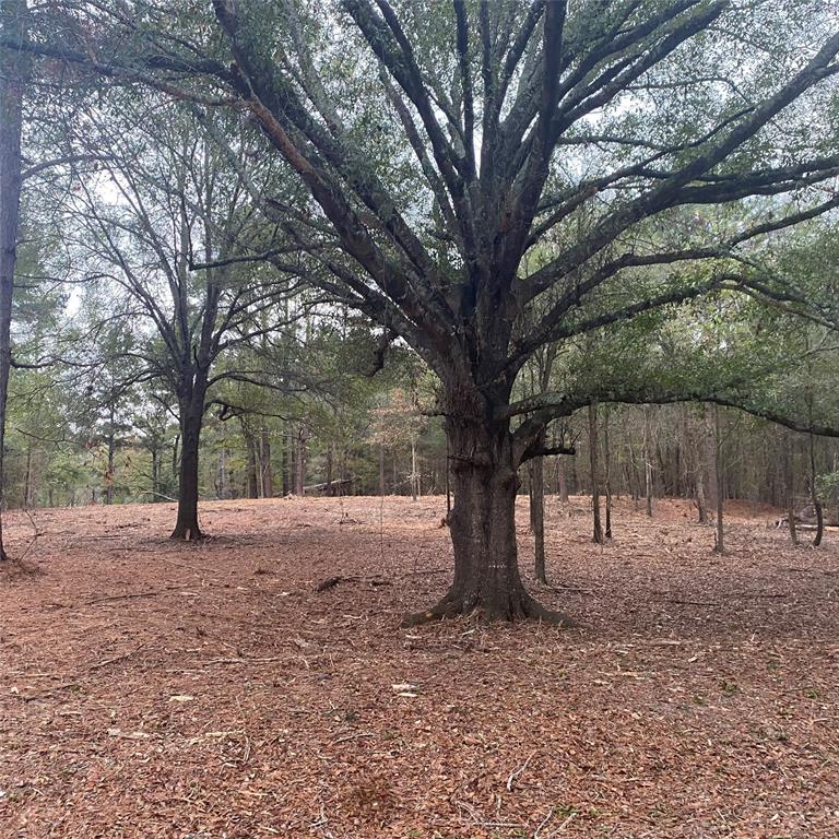 a tree is standing in the middle of a yard