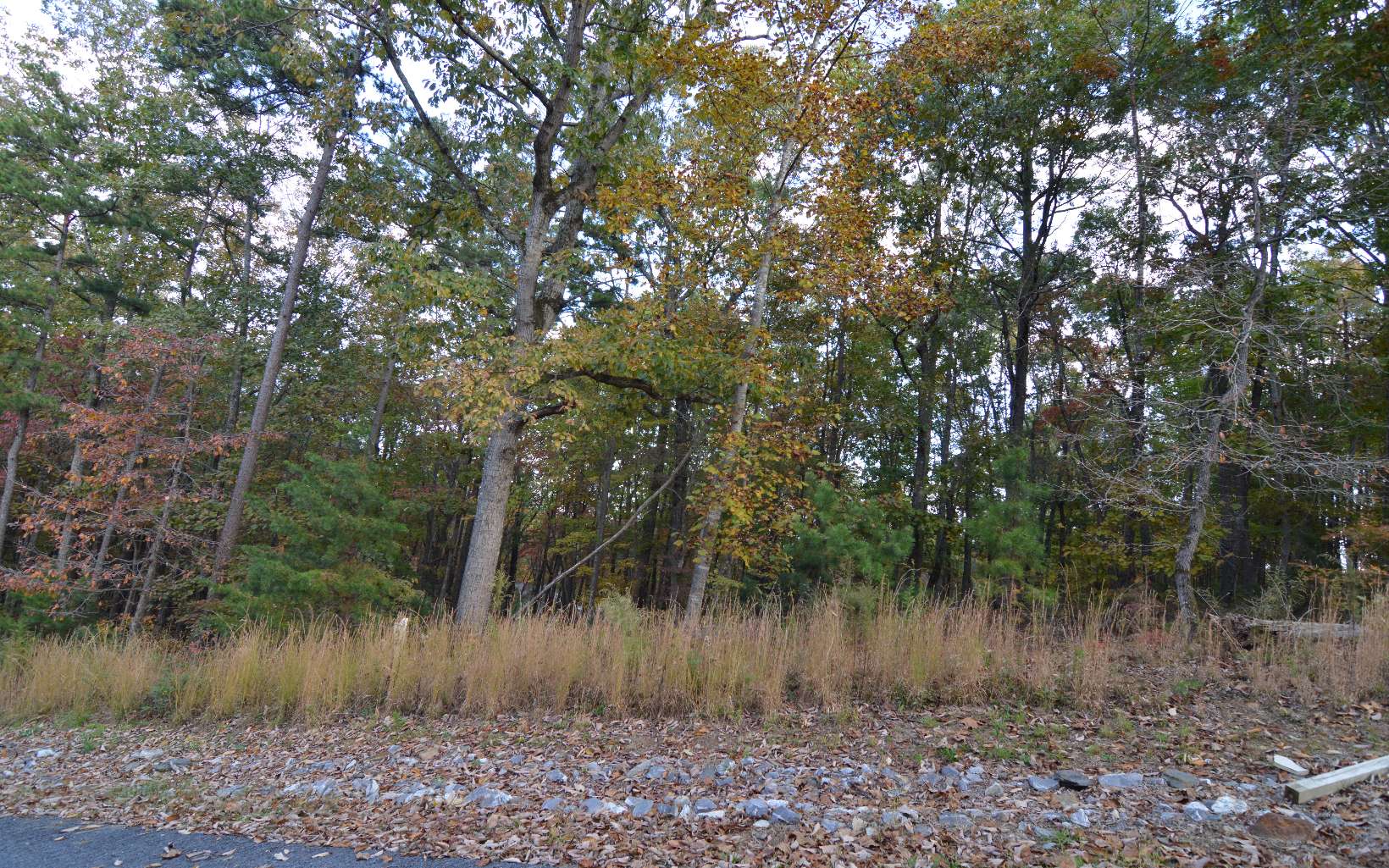 a view of a lake with a tree in a yard