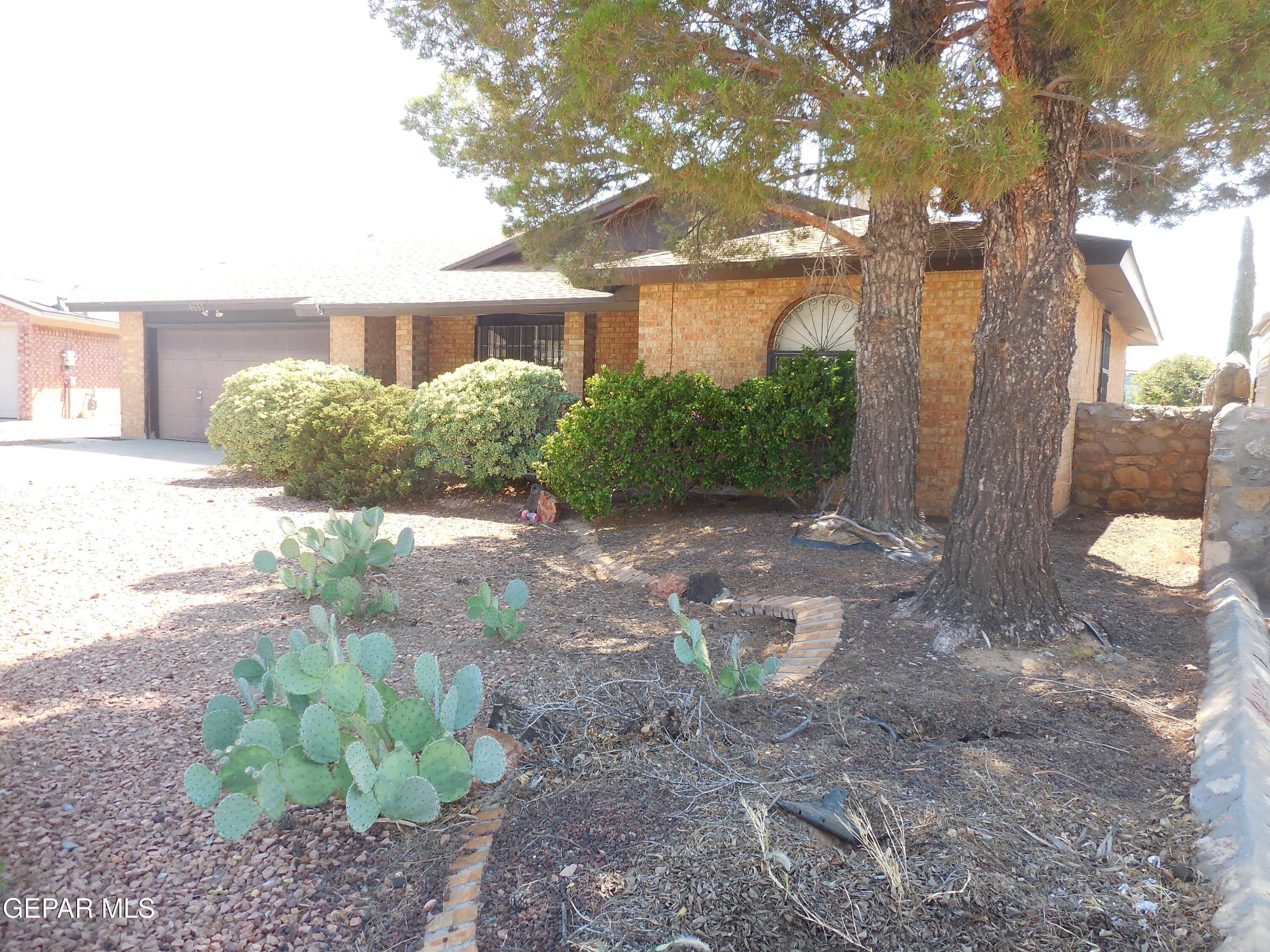 a view of a yard with plants and a large tree