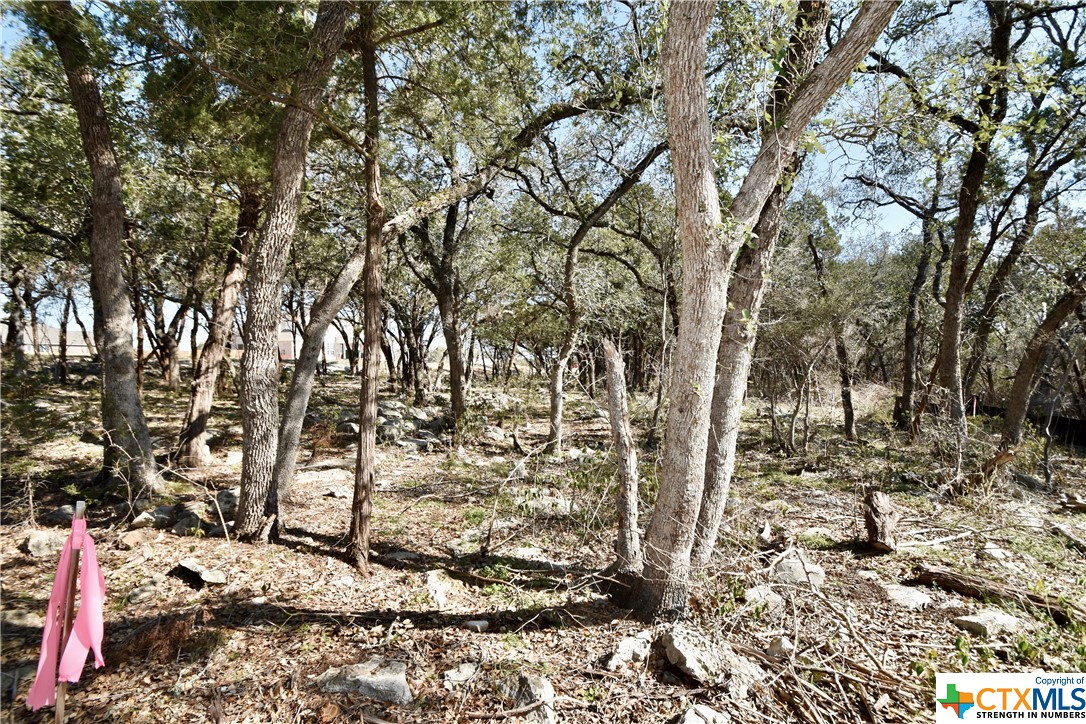 a view of a tree with a yard