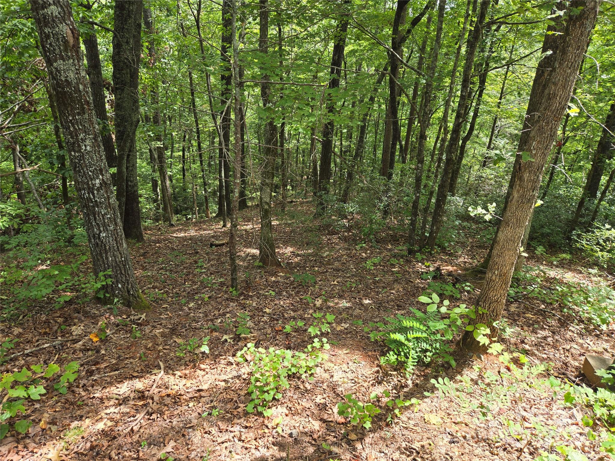 a view of forest