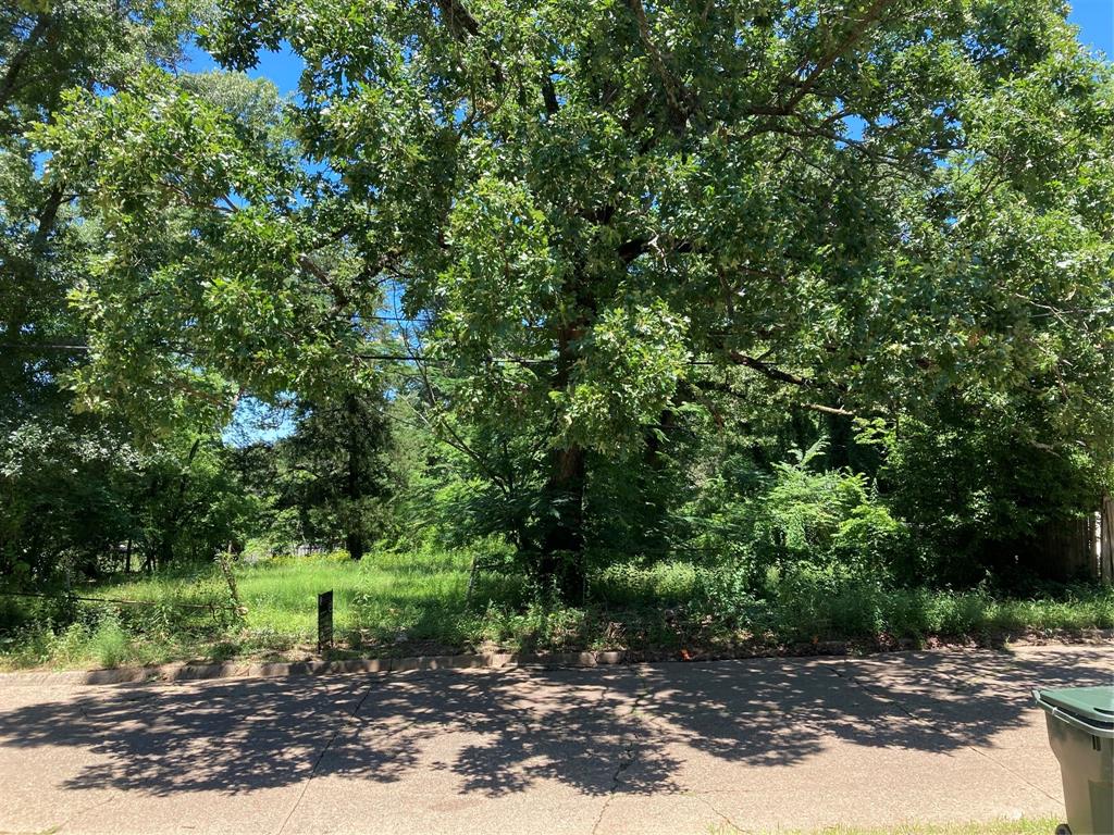 a view of a forest with trees