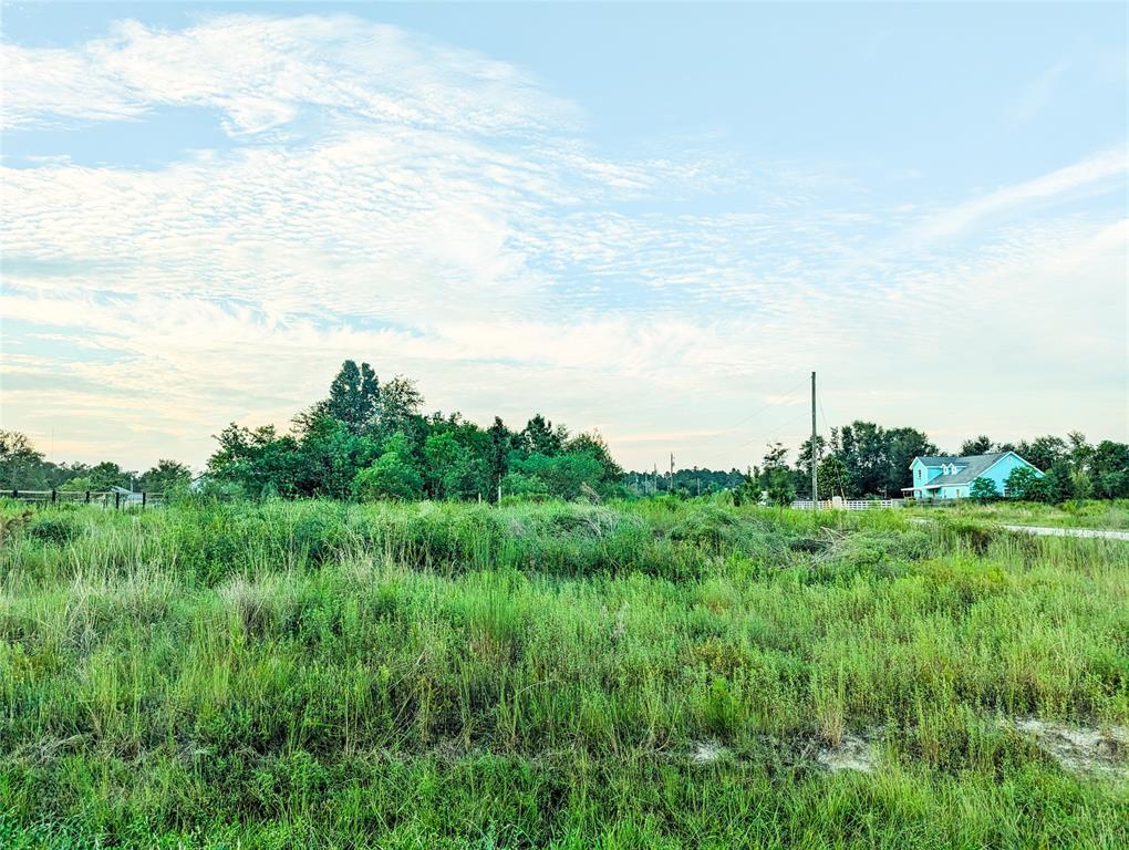 a view of a big yard with plants and large tree