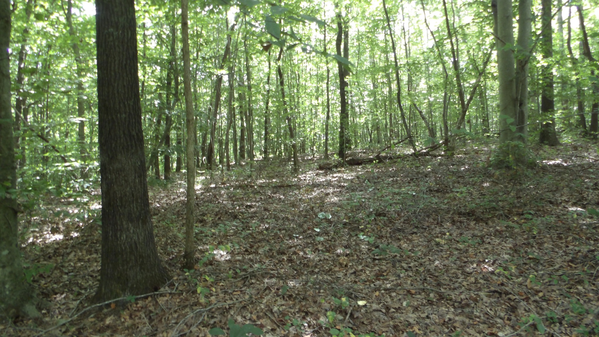 a view of outdoor space and green space