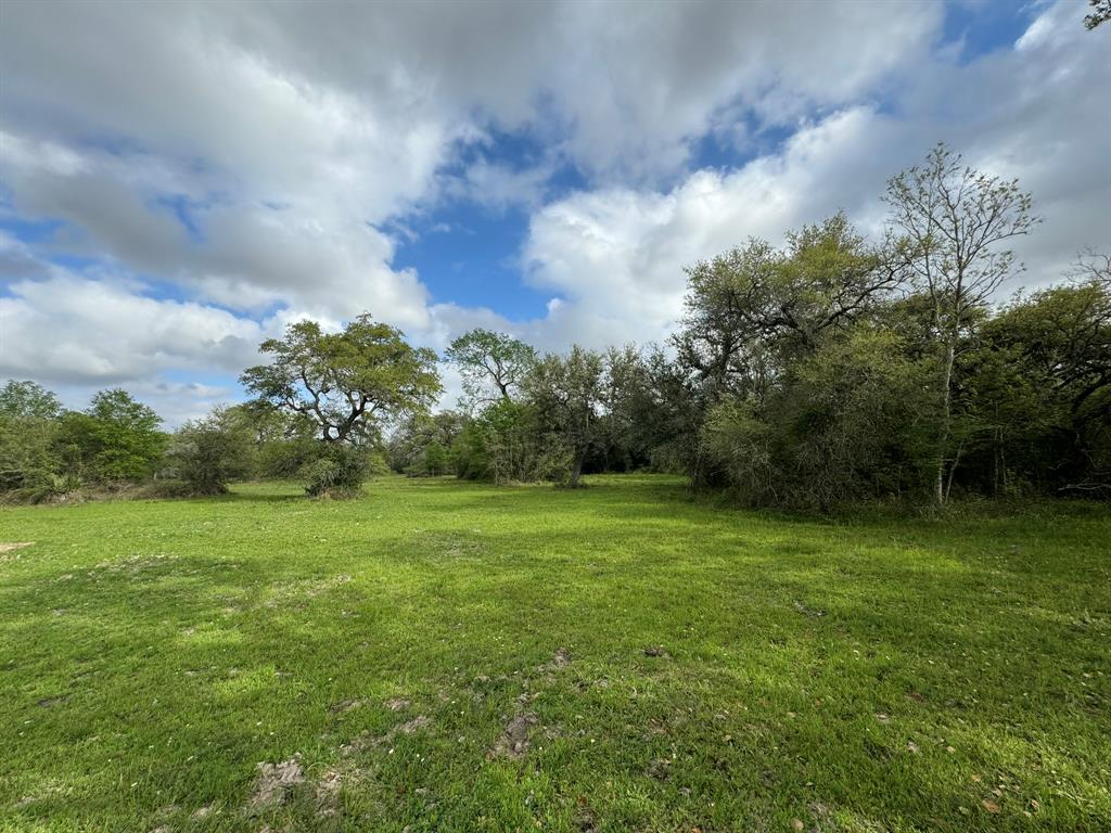 a view of a grassy field with trees