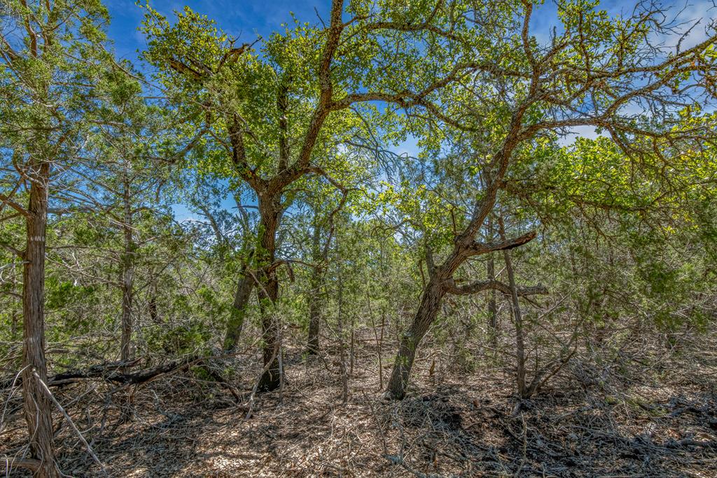 a view of a forest