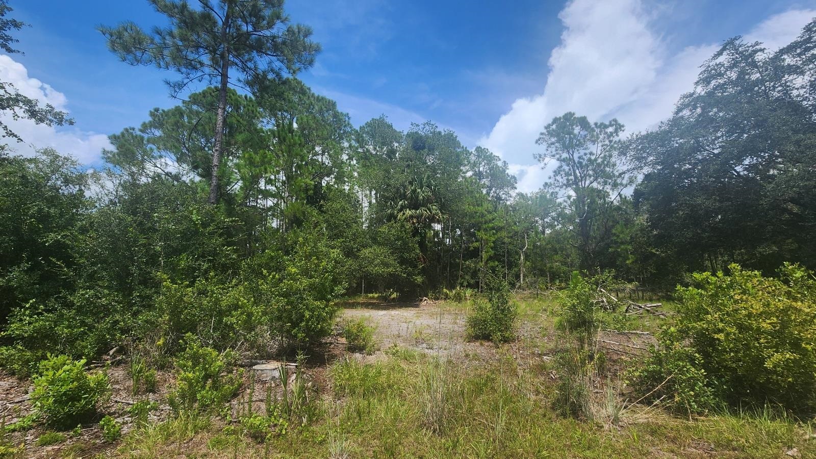 a view of a forest with a house in a yard