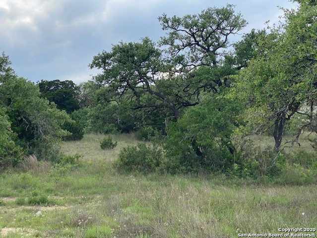 a view of a lush green forest with lots of trees