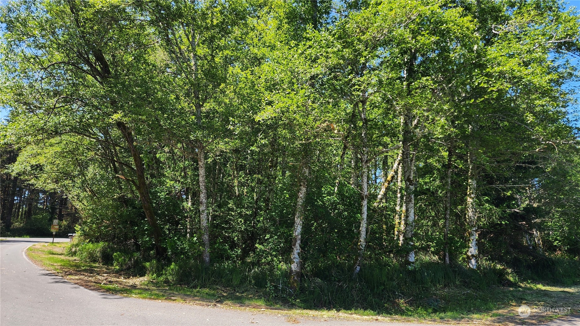 a view of a forest with a tree