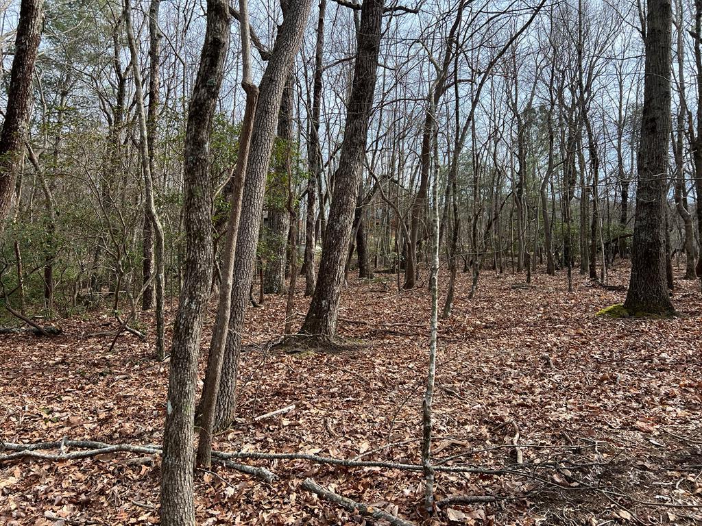 a view of a forest filled with trees