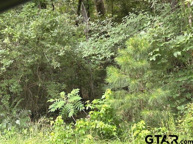 a view of a garden with plants