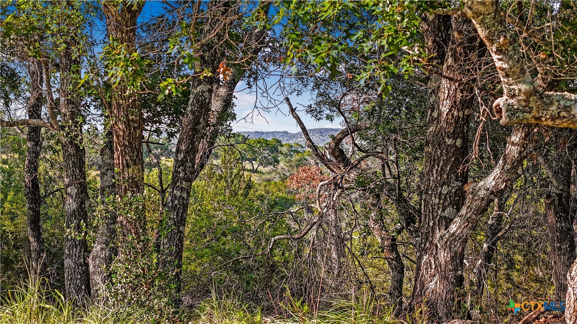 a picture of tree