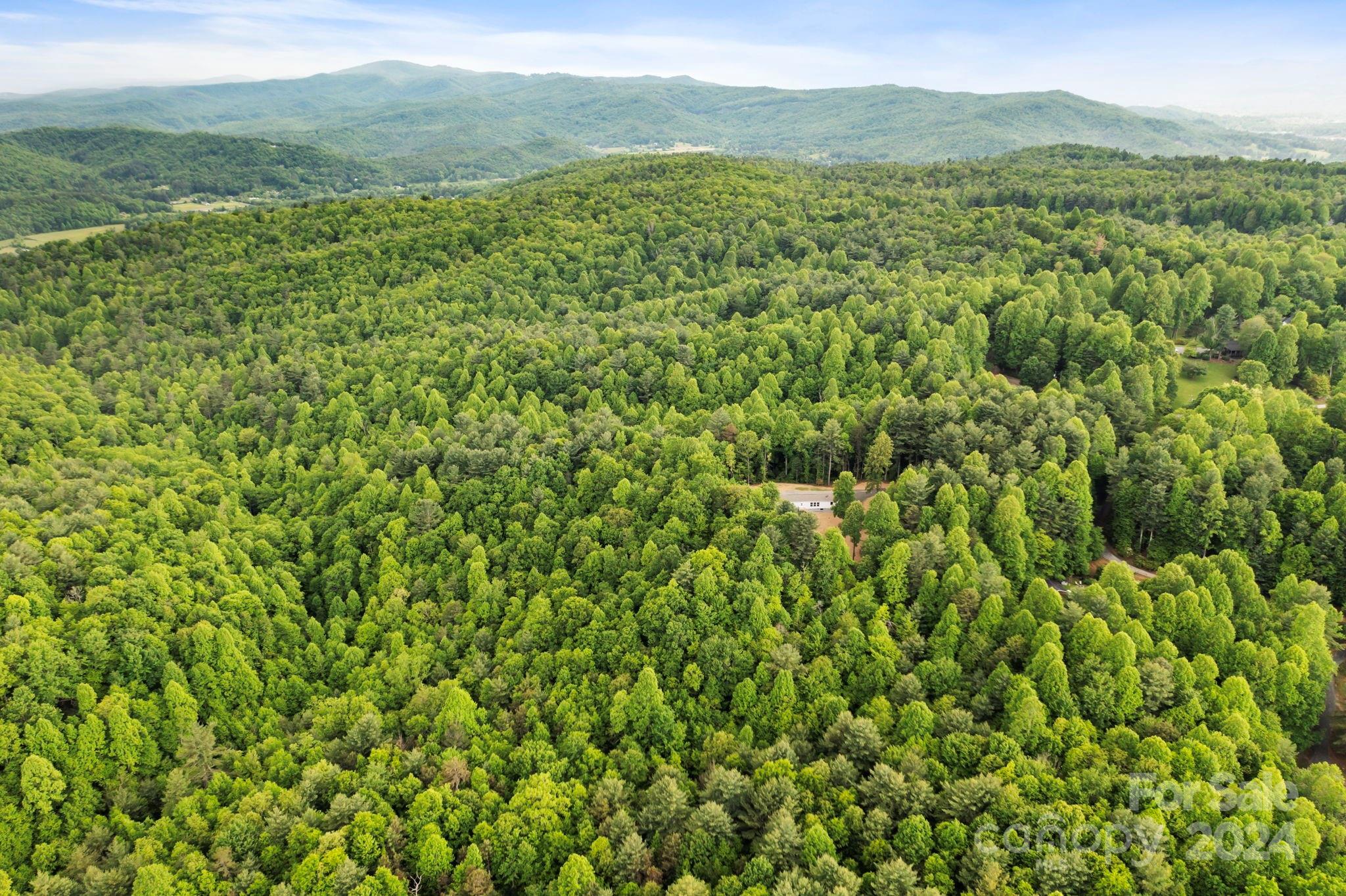 a view of a lush green forest with a mountain