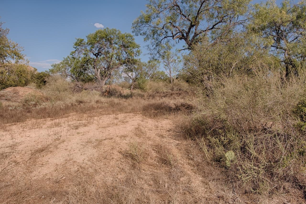 a view of a dry yard with green space