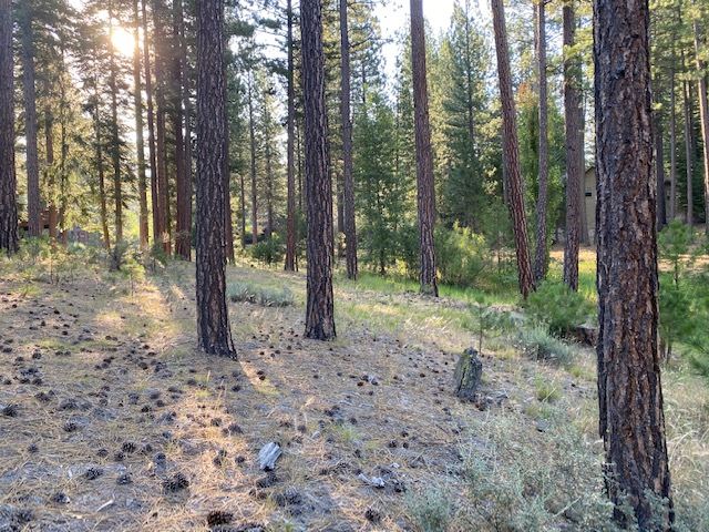 a view of a forest that has large trees