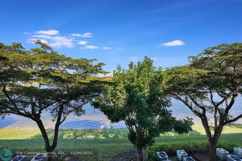 a view of a trees with a yard