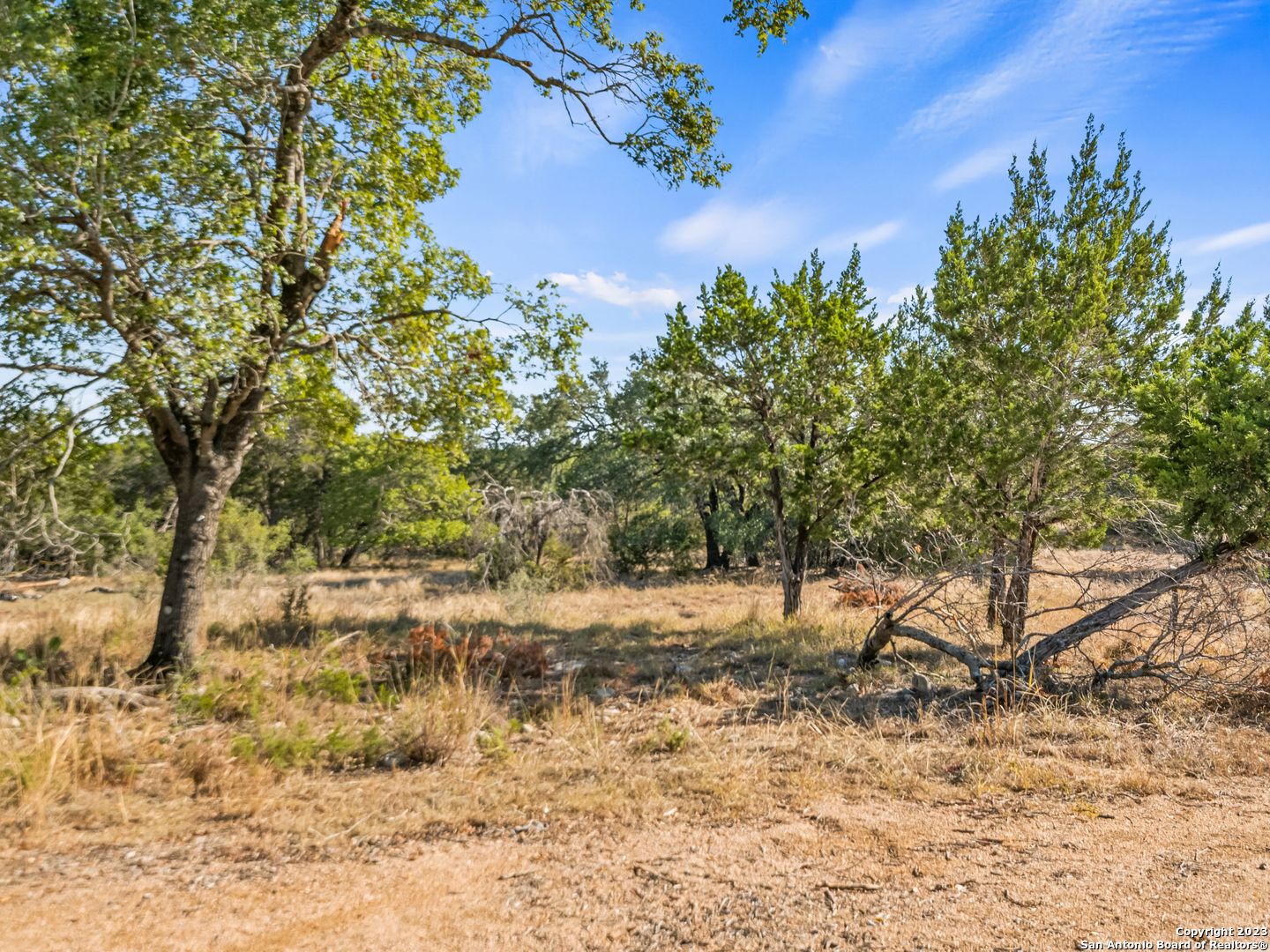 a view of a yard with trees