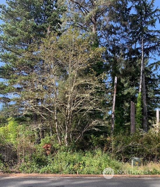 a view of a tree in a yard