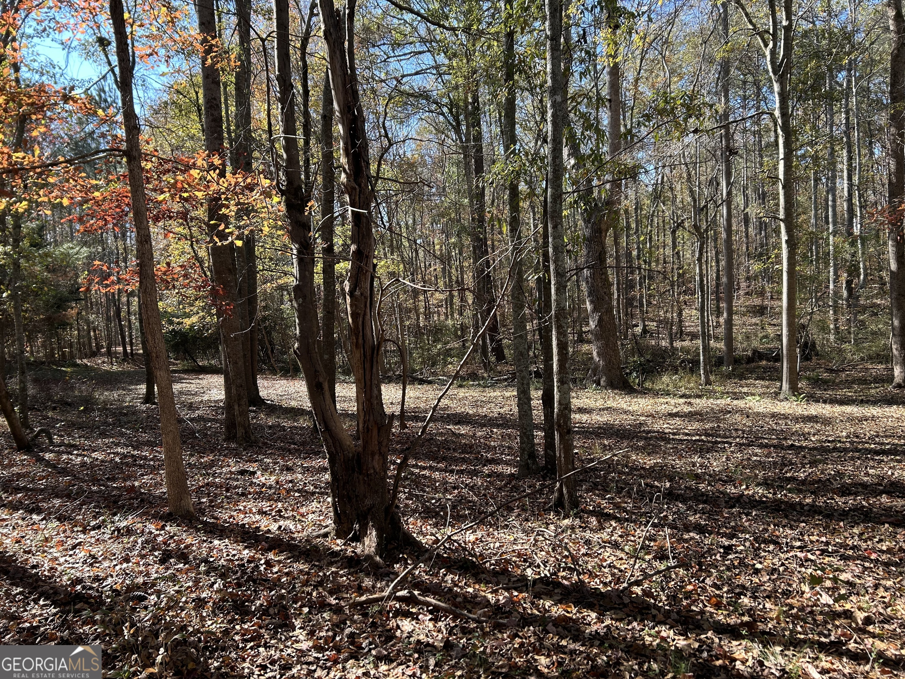 a view of a forest with trees