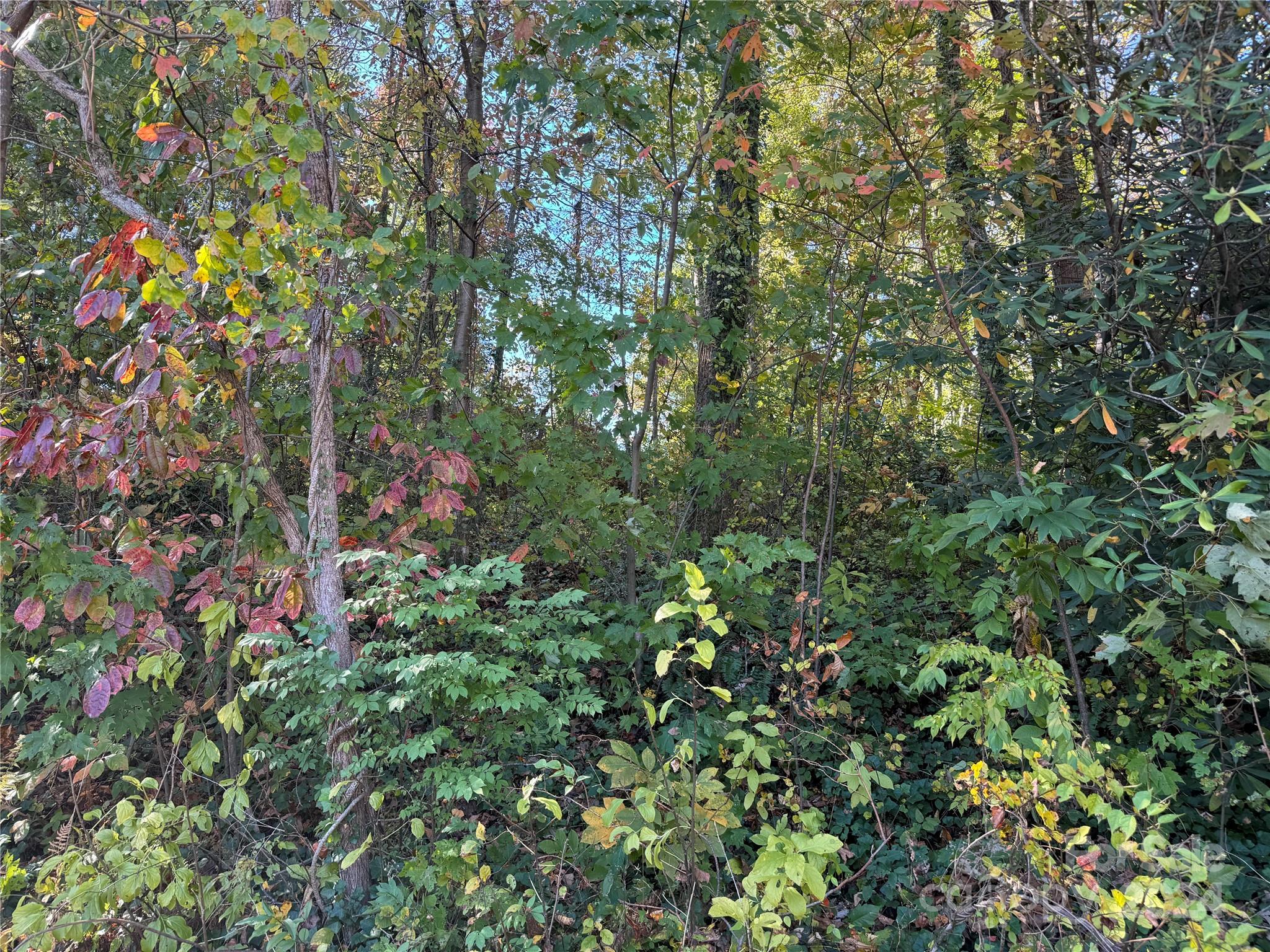 a view of a tree in a garden