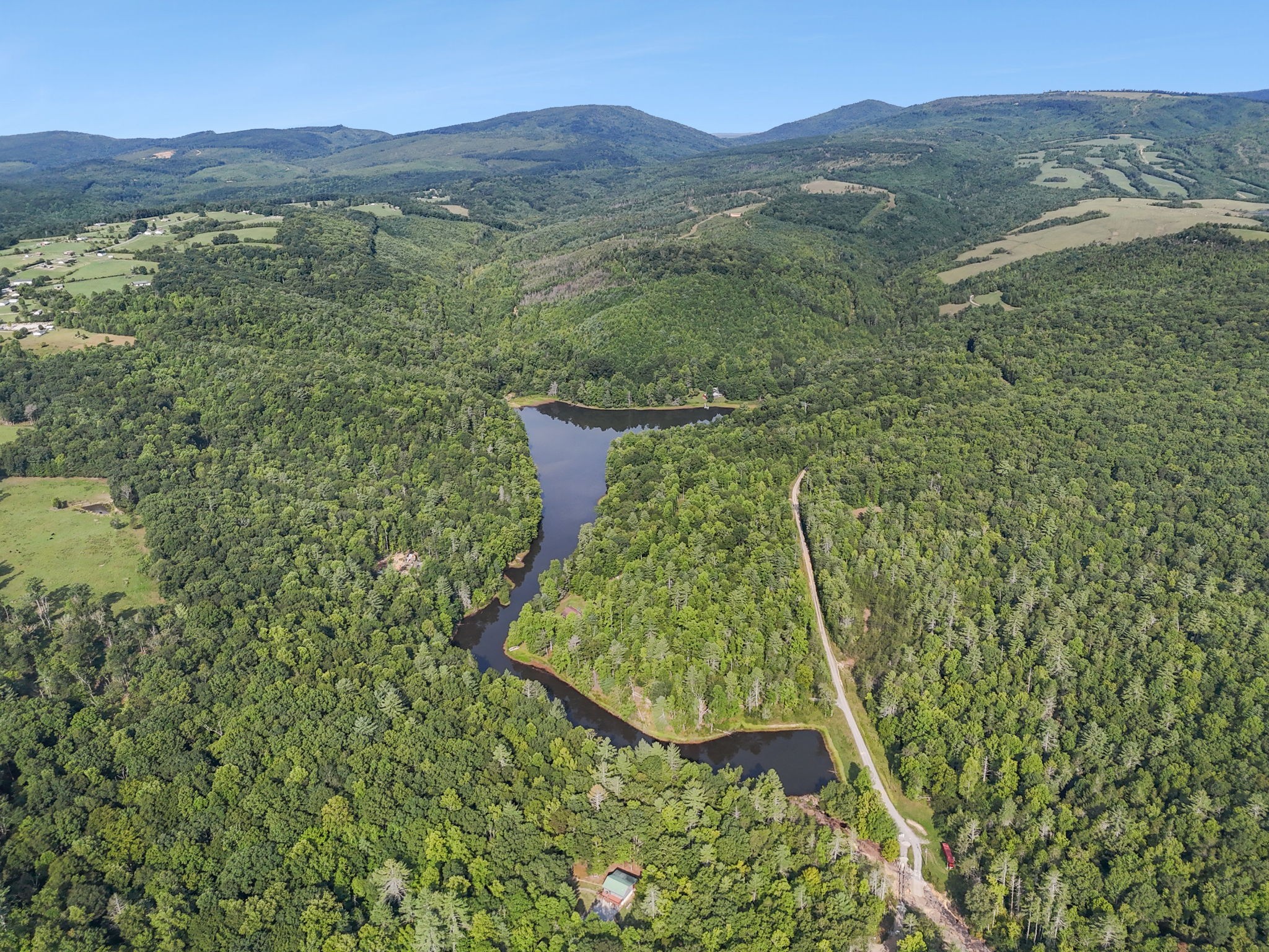 a view of a forest with a mountain