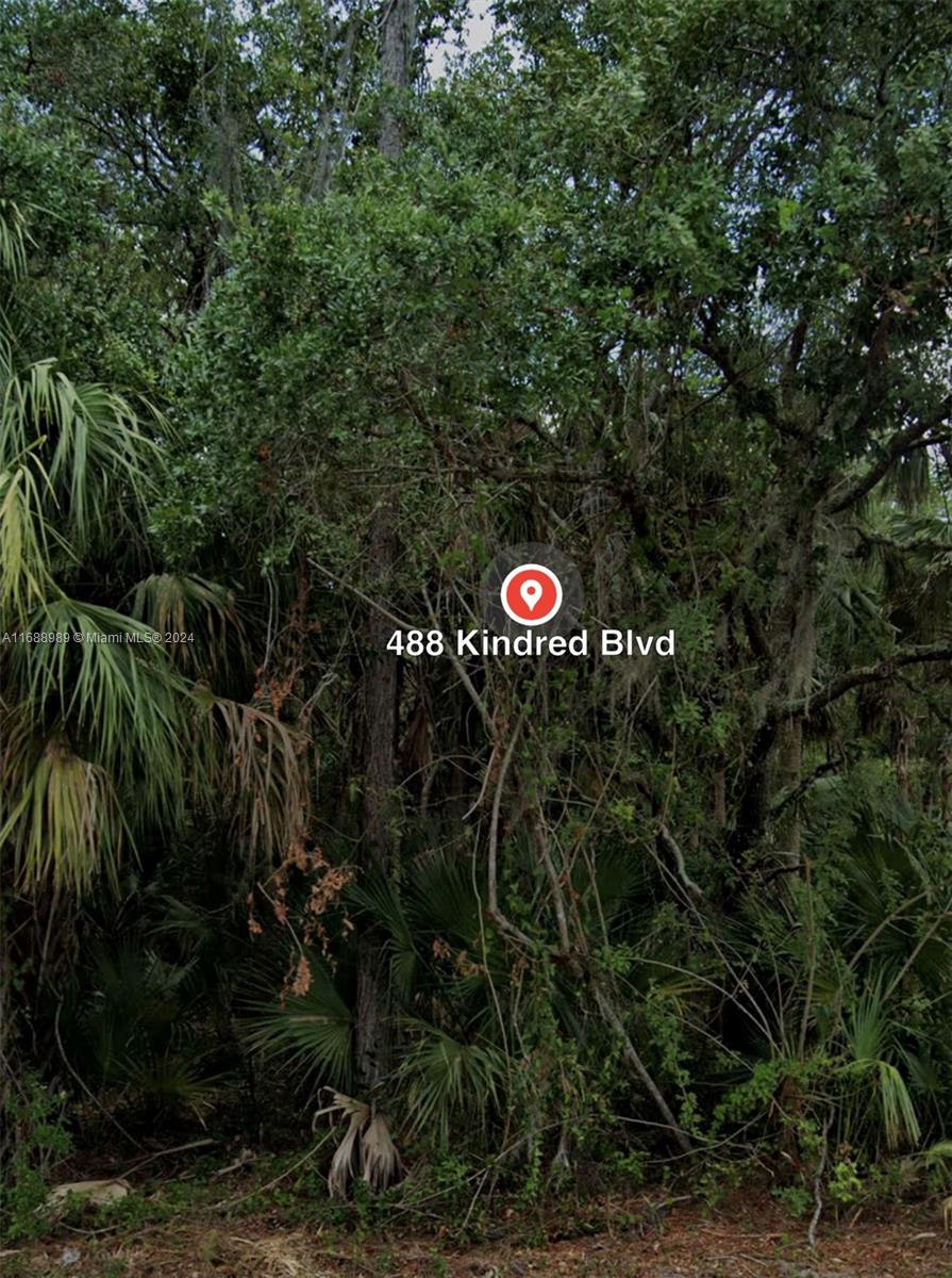 a view of a tree next to a tree