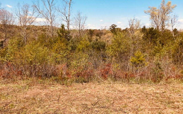 a view of a yard