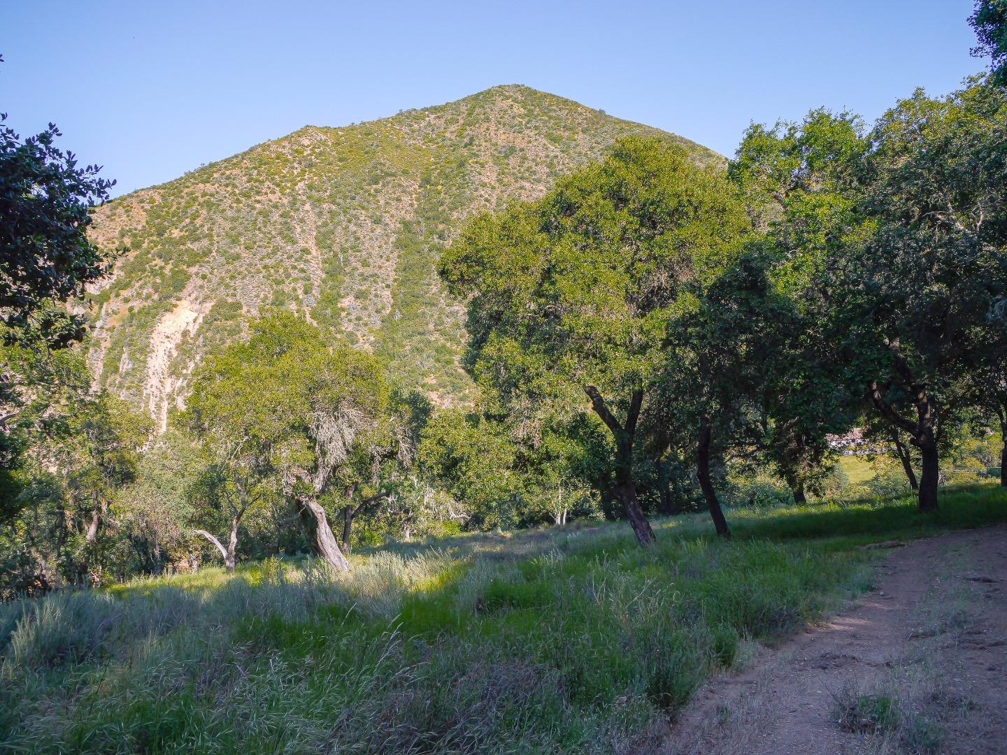 a view of a large trees