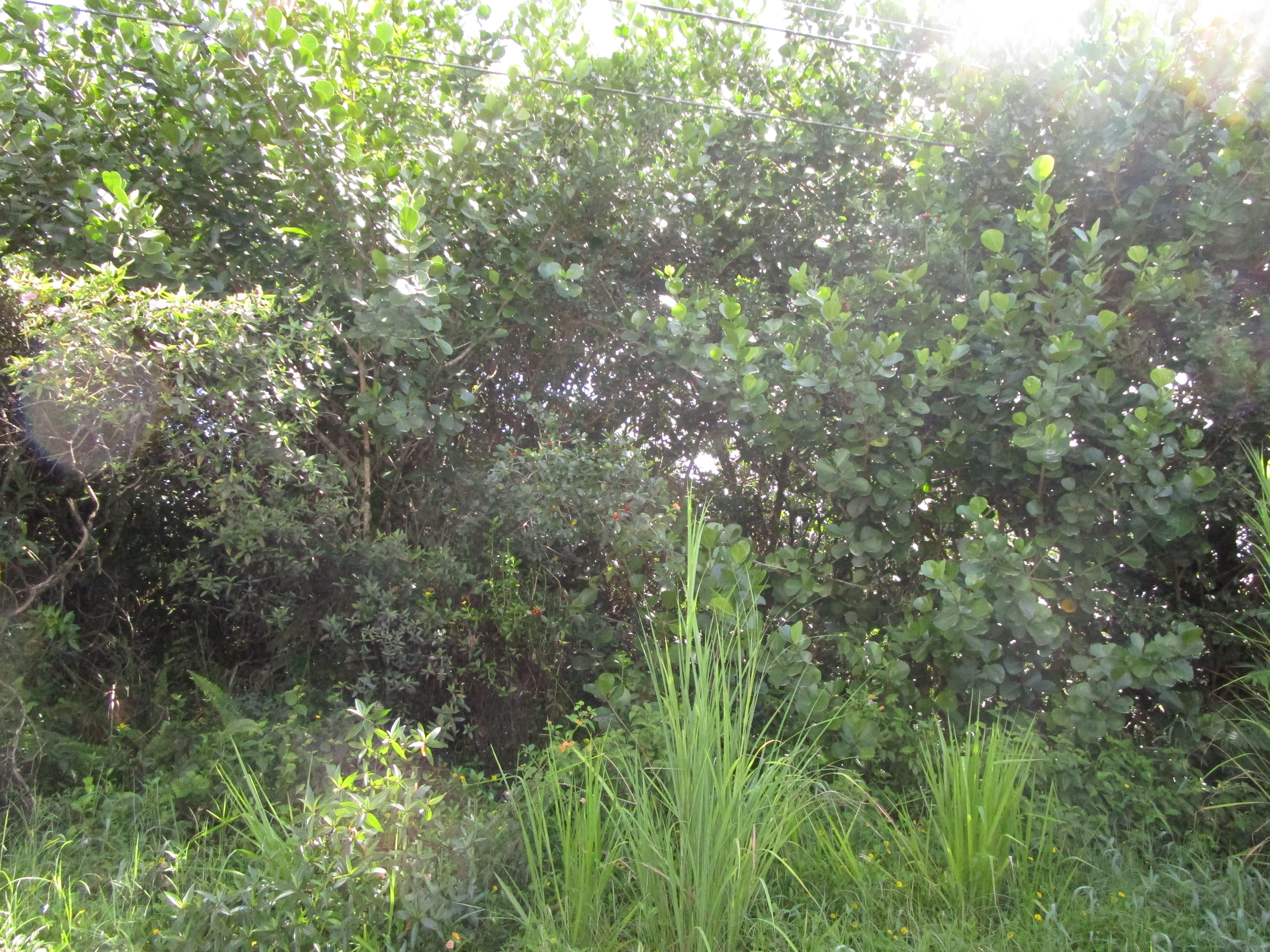 a view of a lush green forest