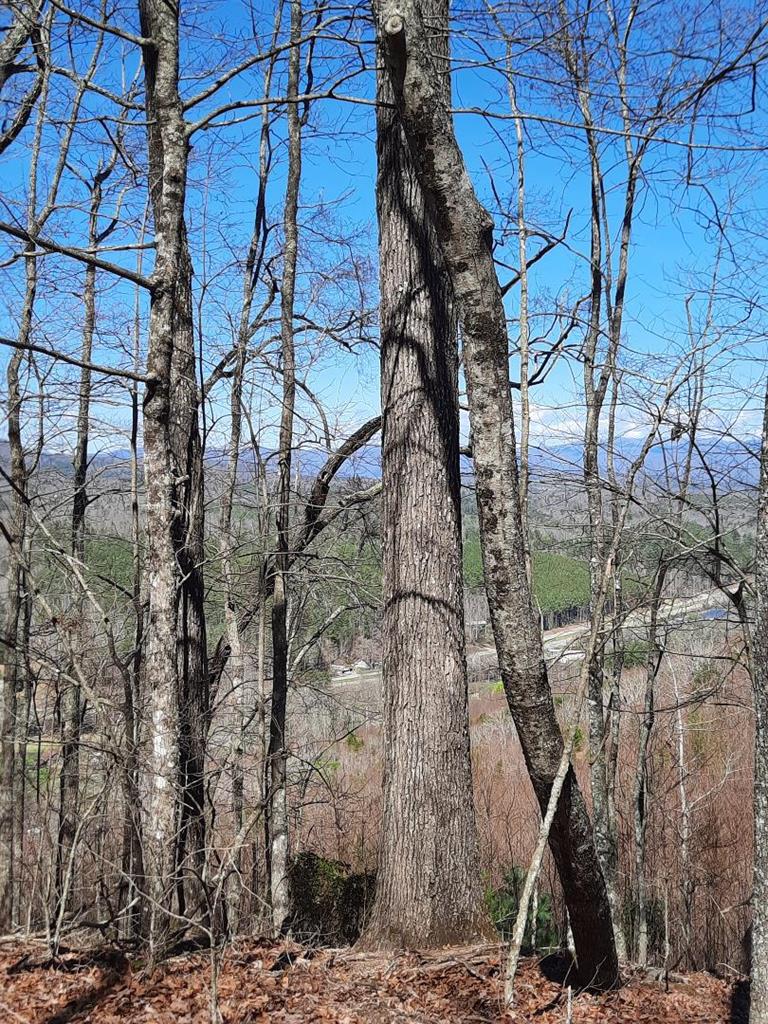 a backyard of a house with lots of trees